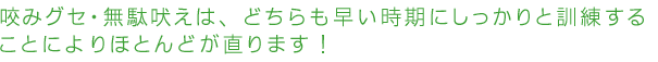 咬みグセ・無駄吠えは、どちらも早い時期にしっかりと訓練することによりほとんどが直ります！。