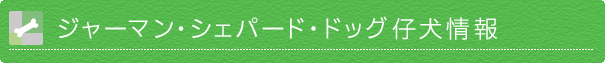 仔犬情報