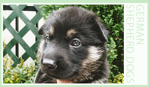 仔犬01