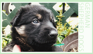 仔犬01