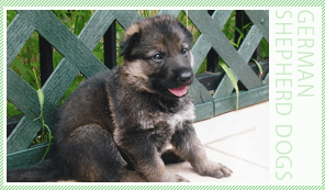 仔犬01